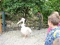 Pelikn etets